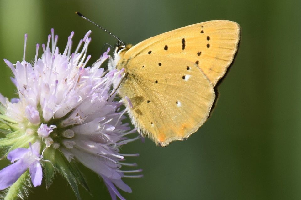 Lycaena virgaureae - arany-tűzlepke