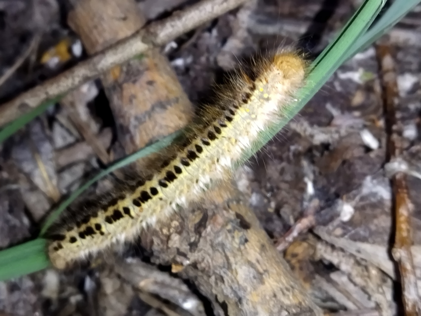 Euthrix potatoria - szomjas pohók