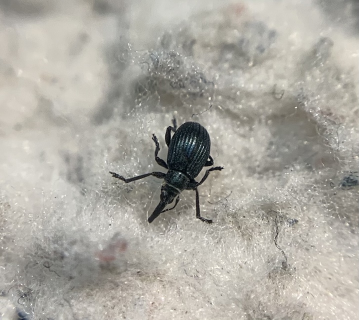 Mesotrichapion punctirostre - pontosorrú cickányormányos