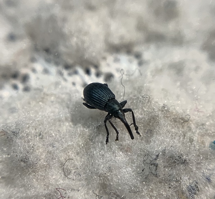 Mesotrichapion punctirostre - pontosorrú cickányormányos