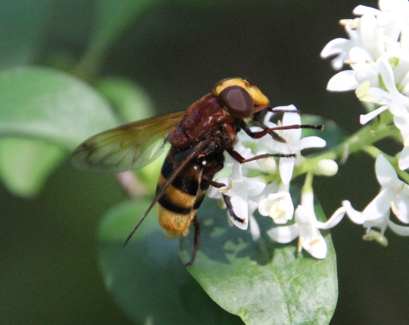 Volucella zonaria - kétöves pihelégy