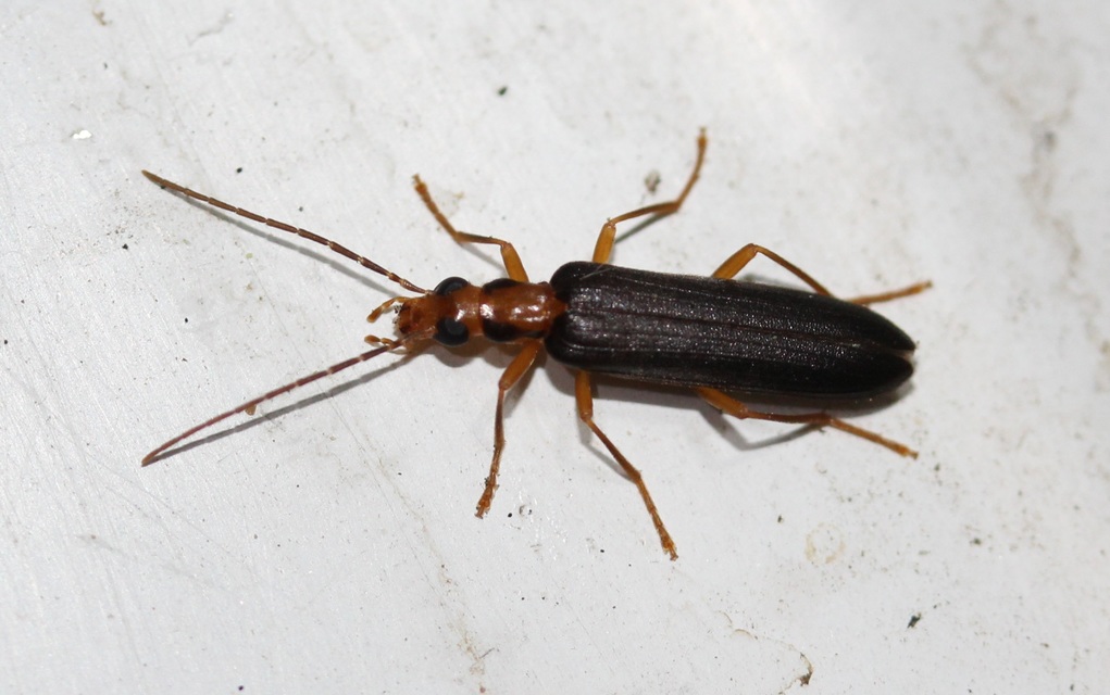Nacerdes carniolica - karnóliai álcincér