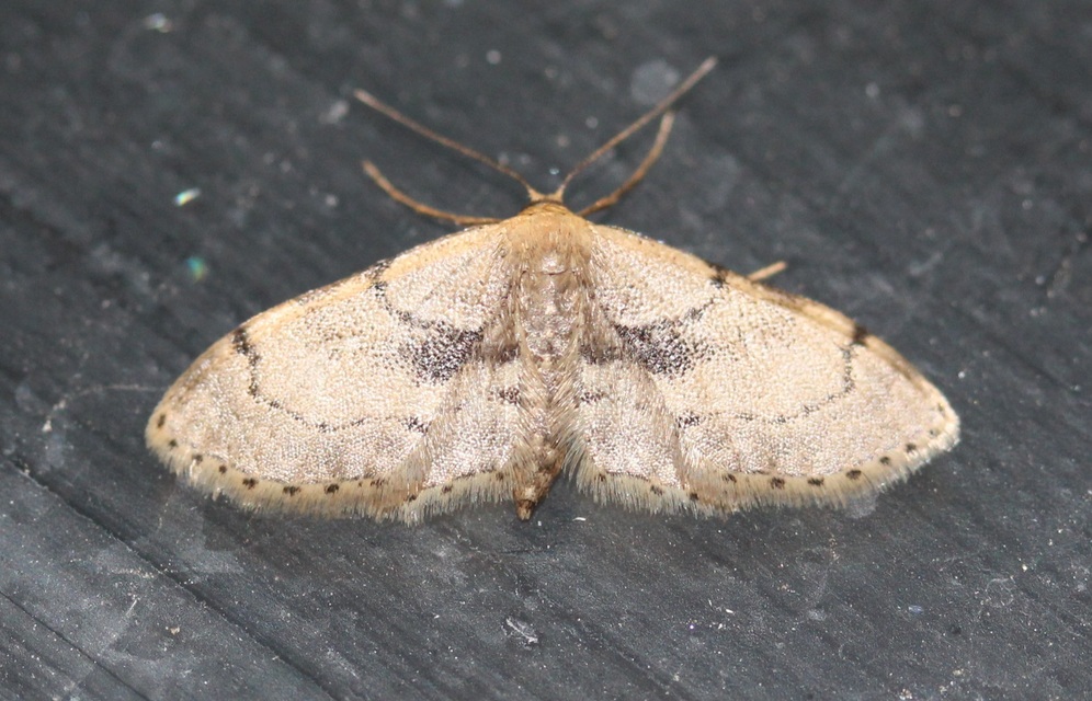 Idaea laevigata - sötétfoltos apróaraszoló