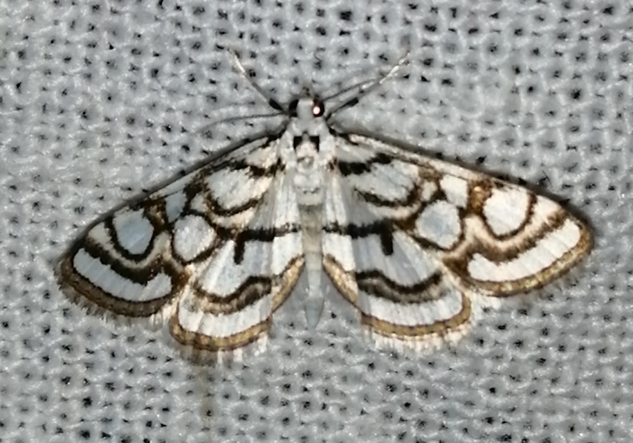 Nymphula nitidulata - díszes vízimoly
