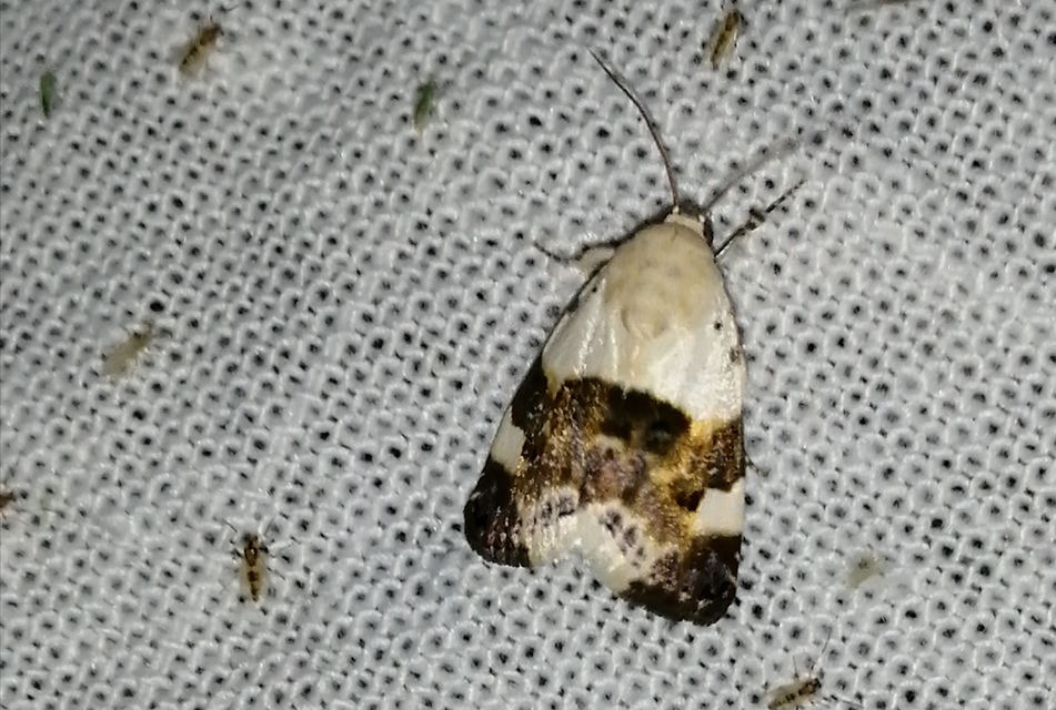 Acontia lucida - fehér nappalibagoly