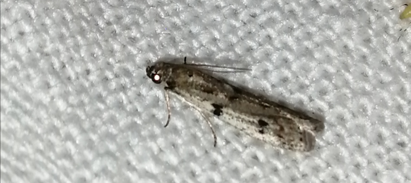 Phycitodes