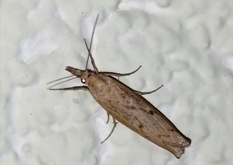 Pediasia contaminella - mocskos fűgyökérmoly