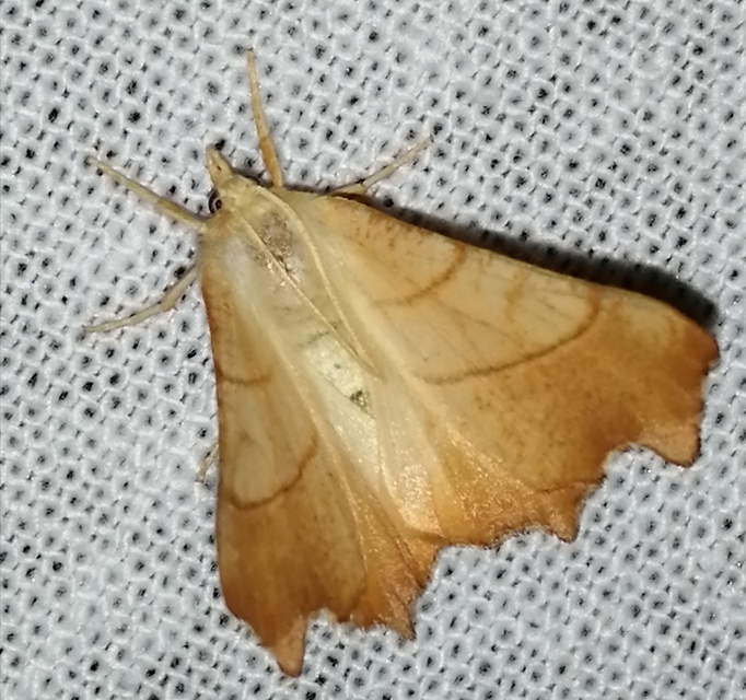Ennomos fuscantaria - kőris-levélaraszoló
