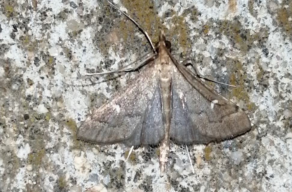 Dolicharthria punctalis - hosszúlábú tűzmoly