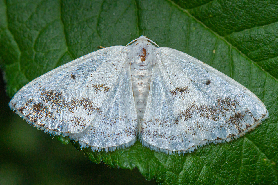 Lomographa temerata - foltos fehéraraszoló