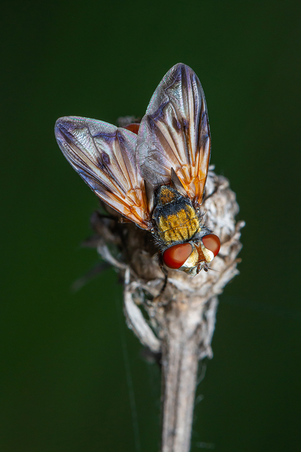 Phasia