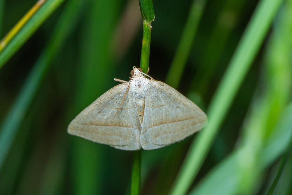 Petrophora chlorosata - páfrányaraszoló
