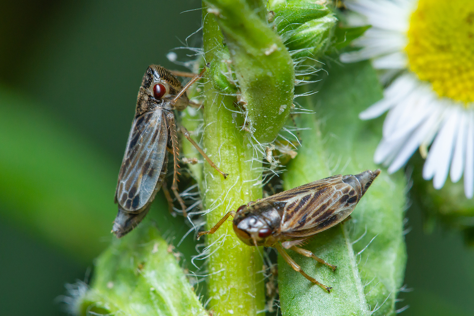 Evacanthus acuminatus