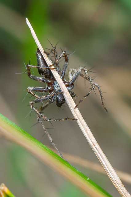 Oxyopes