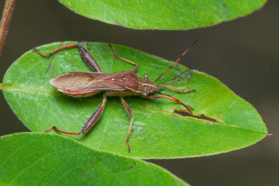 Camptopus lateralis - görbelábú karimáspoloska