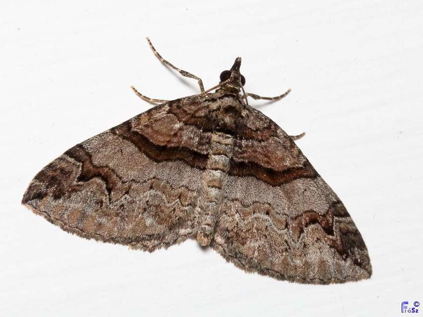 Pareulype berberata - sóskafa-tarkaaraszoló