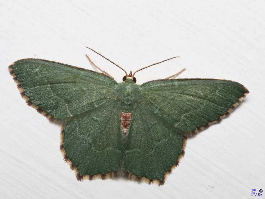 Hemithea aestivaria - nyír-zöldaraszoló
