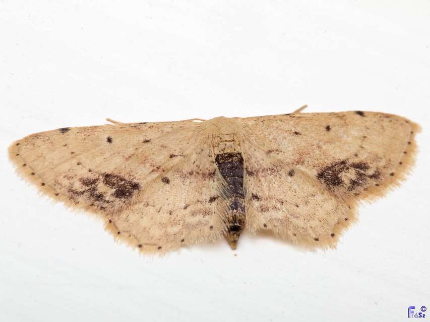 Idaea dimidiata - gyakori apróaraszoló