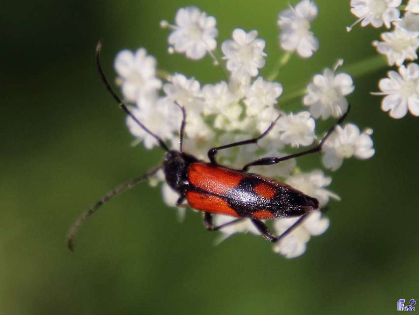 Stenurella bifasciata - kétöves karcsúcincér