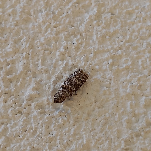 Dioryctria