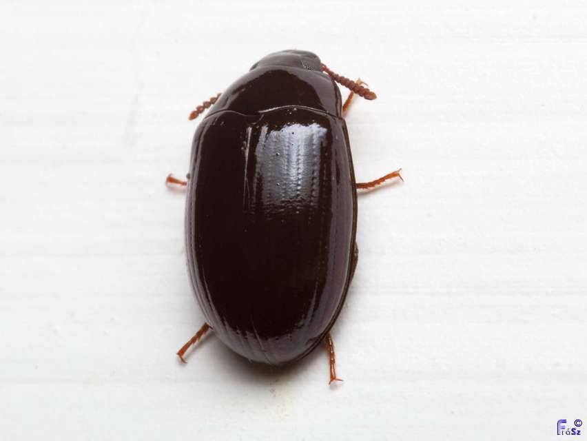Platydema violaceum - fémkék taplóbogár