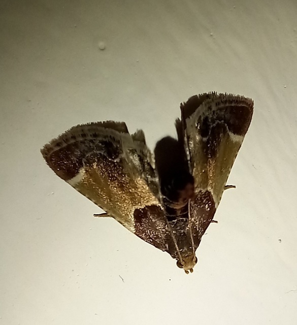 Pyralis farinalis - lisztilonca