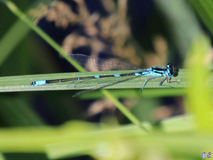 Coenagrion pulchellum - karcsú légivadász
