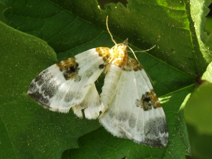 Plemyria rubiginata - barnafoltos fehéraraszoló