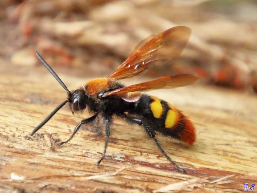 Megascolia maculata - óriás-tőrösdarázs