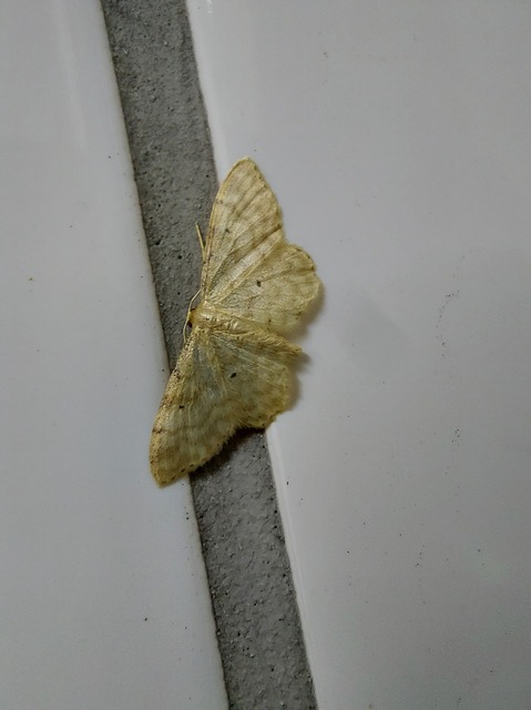 Idaea fuscovenosa - szürkeszélű apróaraszoló