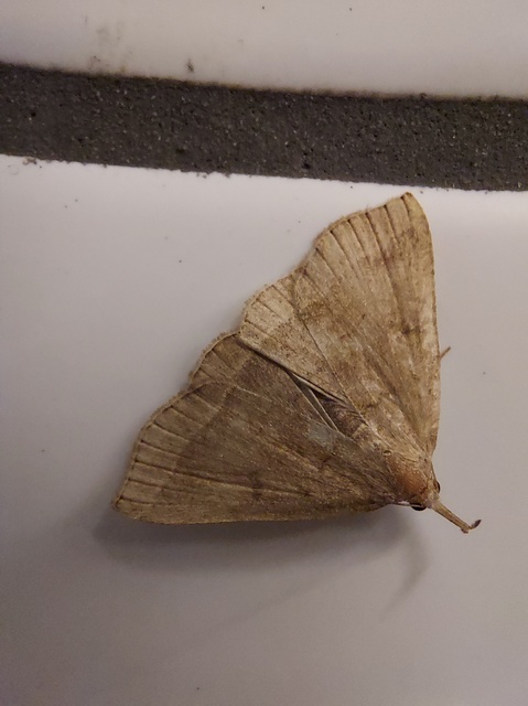 Pechipogo plumigeralis - tollascsápú karcsúbagoly