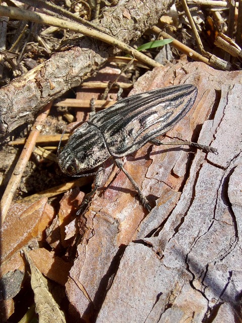 Chalcophora mariana - nagy fenyvesdíszbogár