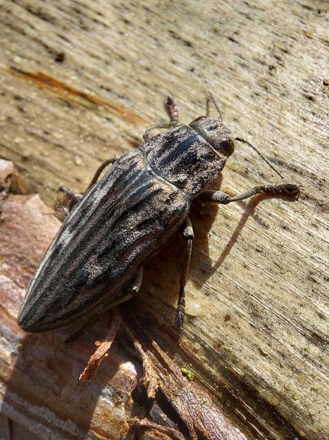 Chalcophora mariana - nagy fenyvesdíszbogár