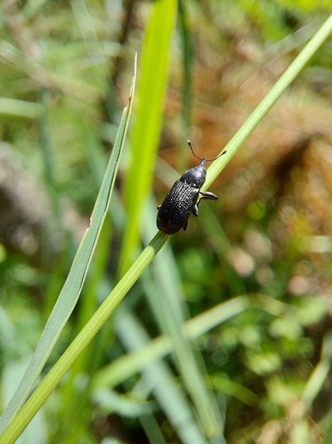 Magdalis memnonia - fekete magdolnaormányos
