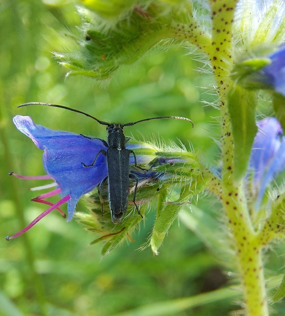 Phytoecia coerulescens - kígyósziszcincér