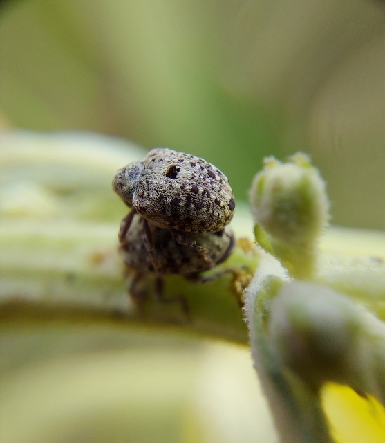 Cionus thapsus - kis ökörfarkkóró-gömbormányos