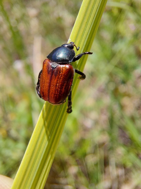 Anisoplia lata - széles szipoly Anisoplia lata - széles szipoly