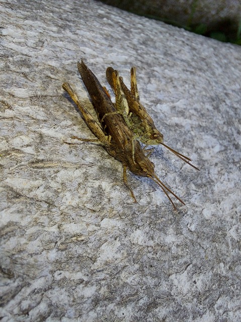 Chorthippus brunneus - közönséges tarlósáska