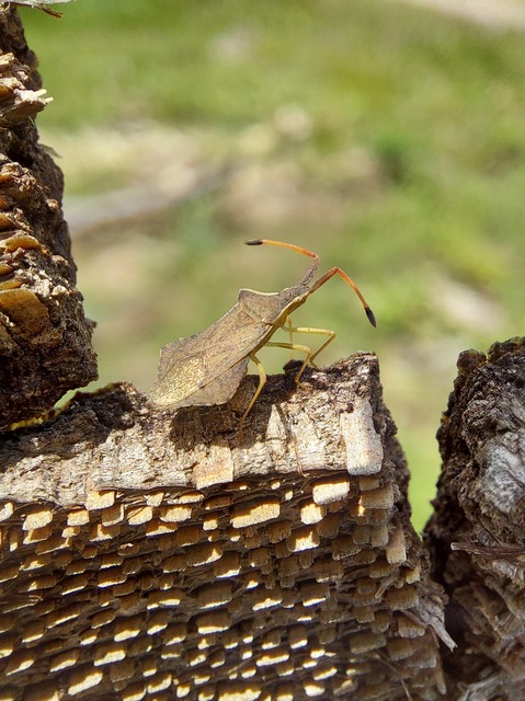 Syromastus rhombeus - vitorlás karimáspoloska