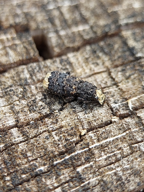 Platyrhinus resinosus - nagy orrosbogár