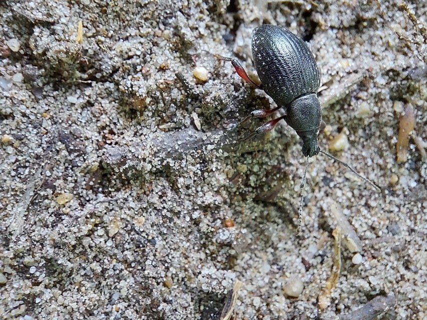 Otiorhynchus hungaricus - magyar gyalogormányos
