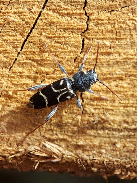 Xylotrechus antilope - fürge darázscincér