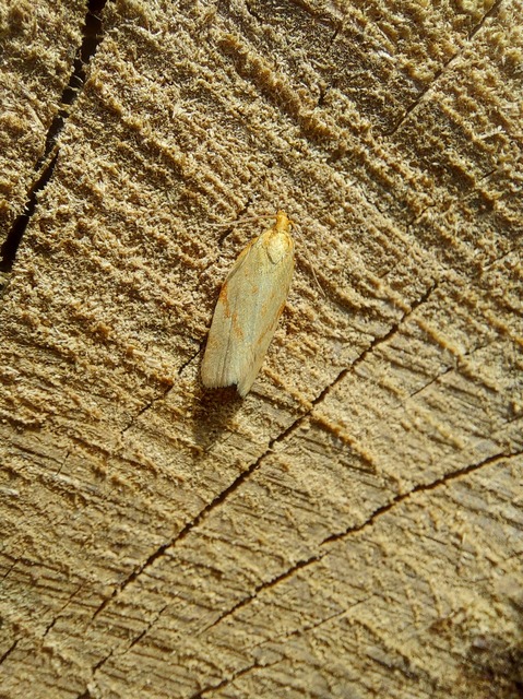 Clepsis pallidana - aranysárga sodrómoly