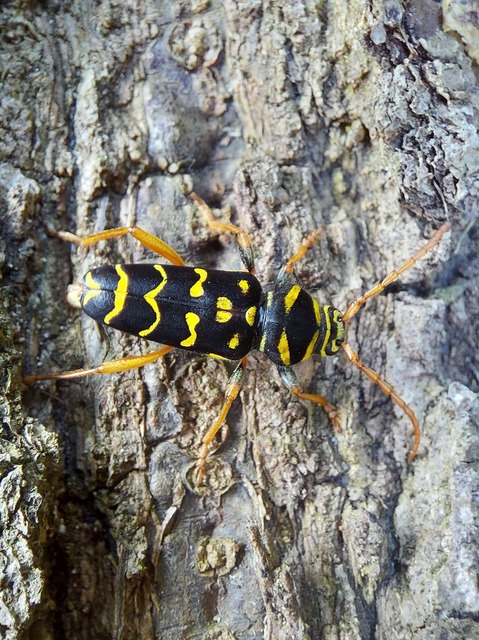 Plagionotus arcuatus - bársonyos darázscincér