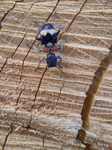 Clerus mutillarius - feketenyakú szúfarkas