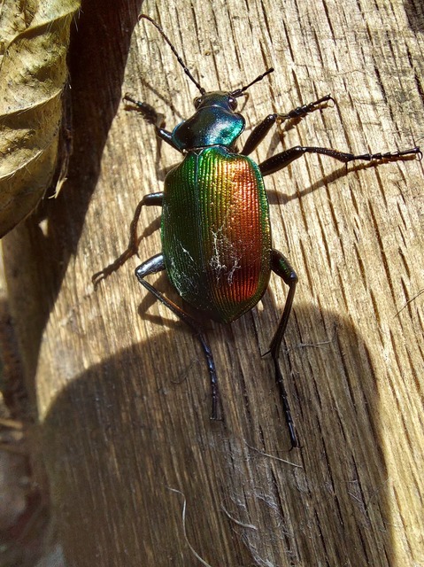 Calosoma sycophanta - aranyos bábrabló