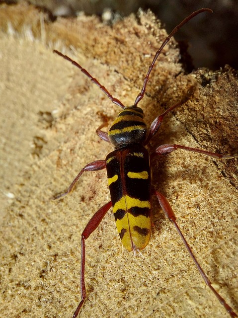 Plagionotus detritus - sárgafarú darázscincér