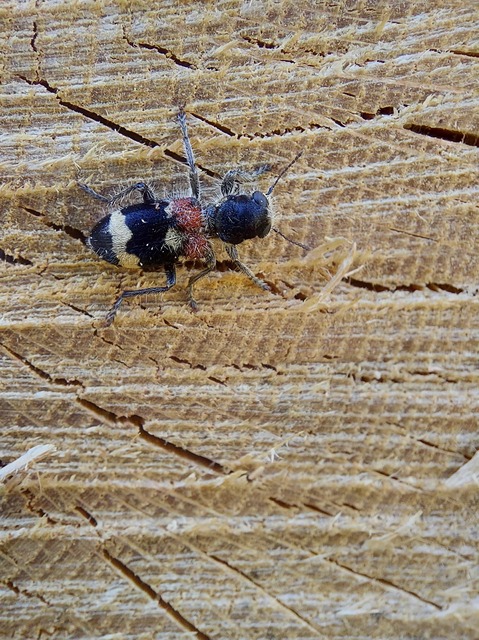 Clerus mutillarius - feketenyakú szúfarkas