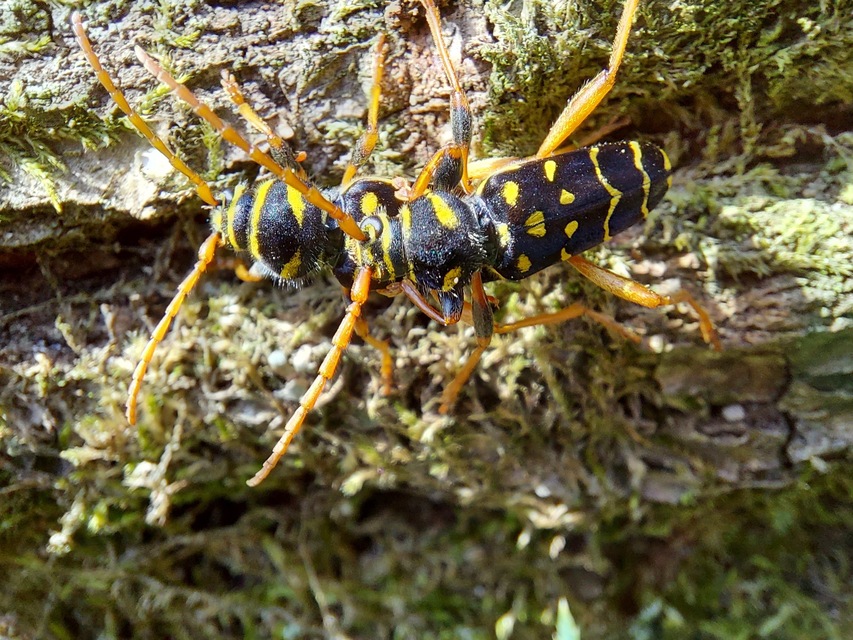 Plagionotus arcuatus - bársonyos darázscincér