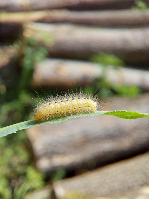 Diaphora mendica - felemás medvelepke